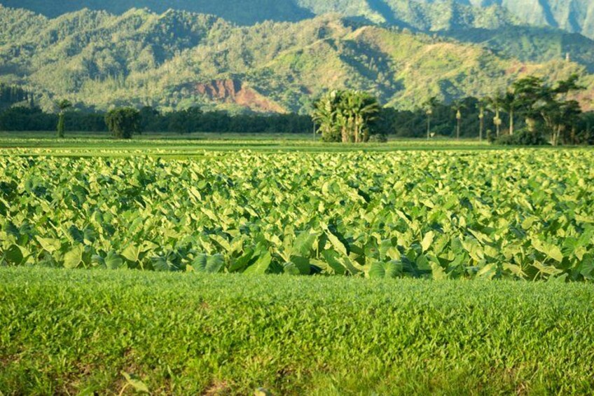 Kalo fields of Hanalei. 3