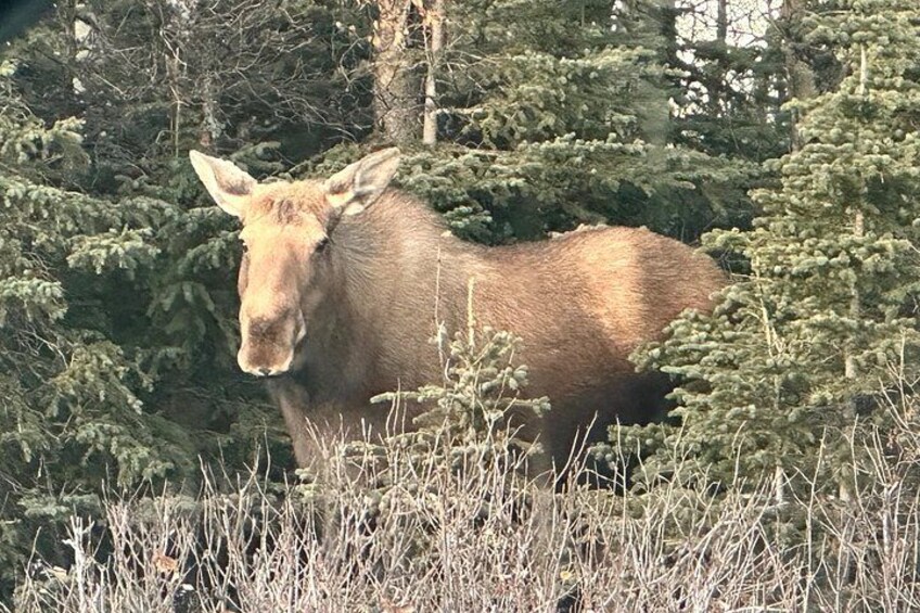 A moose in a forested area with dense trees and underbrush. 2