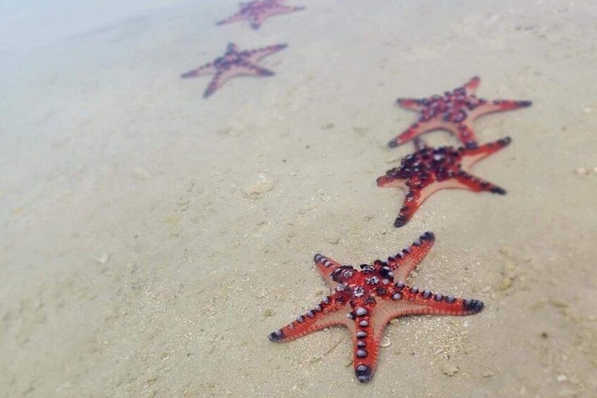 Una estrella de mar sobre arena. 2