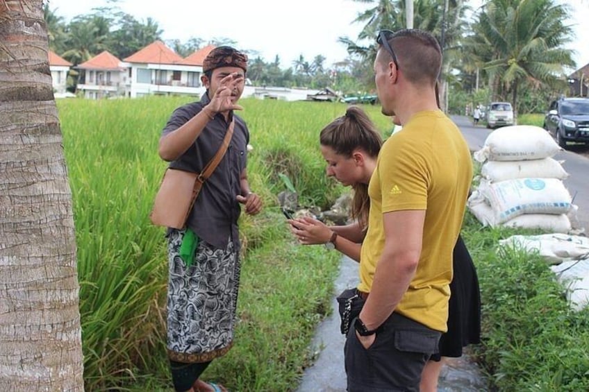 A group of people standing in a field with a palm tree and a road with vehicles in the background. 5