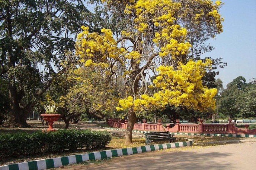 A park with yellow flowering trees, a red bench, and a green and white striped curb. 5