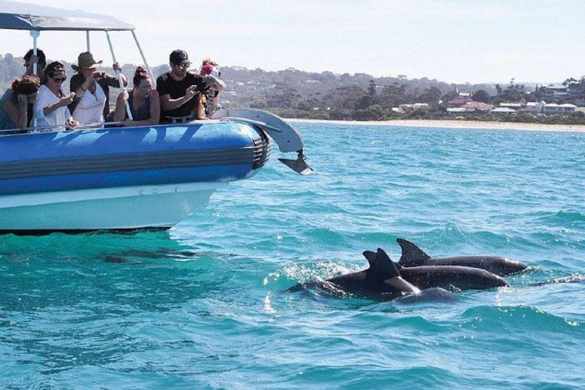 Un bote con gente y delfines en el agua. 2
