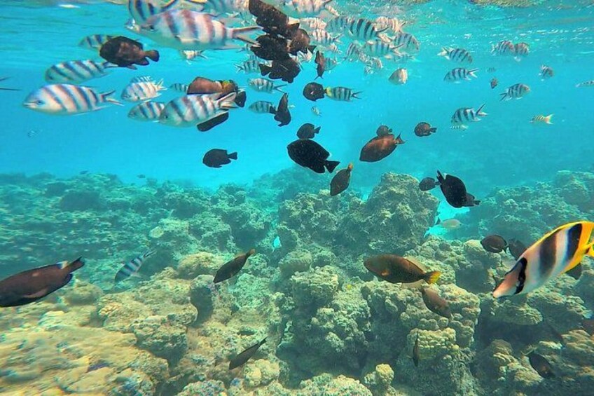 An underwater scene with various fish swimming around coral reefs. 3