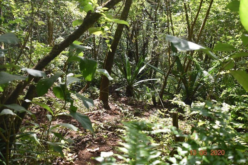 Een dicht bos met verschillende groene planten en bomen. 5