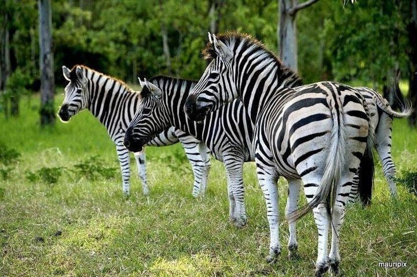 Zebras in a grassy field with trees in the background. 2