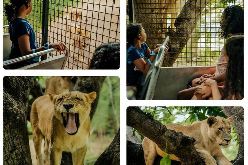 A lion enclosure with a lioness and cubs, a visitor feeding the lion, and a lioness resting on a tree branch. 3