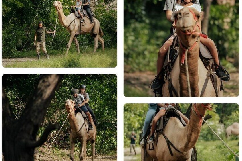 A camel with riders in a natural setting. 2