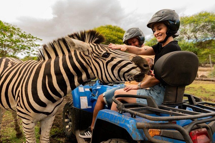 A zebra and a person in a vehicle. 4