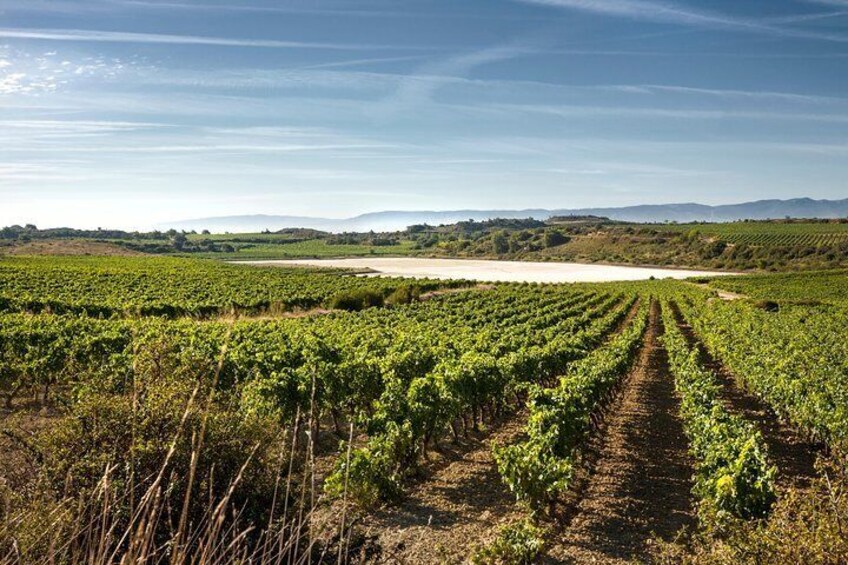 La Rioja winery visit with tasting and traditional lunch in small group tour