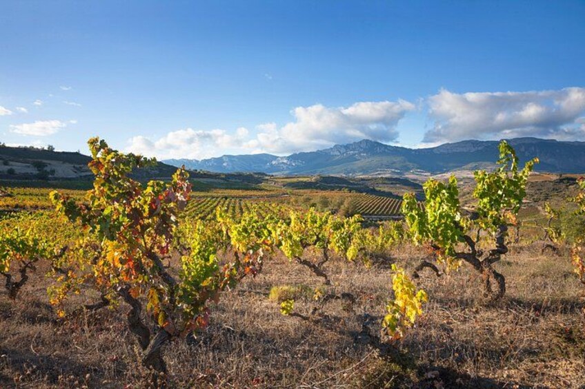 La Rioja wines and Laguardia tour from Pamplona 2