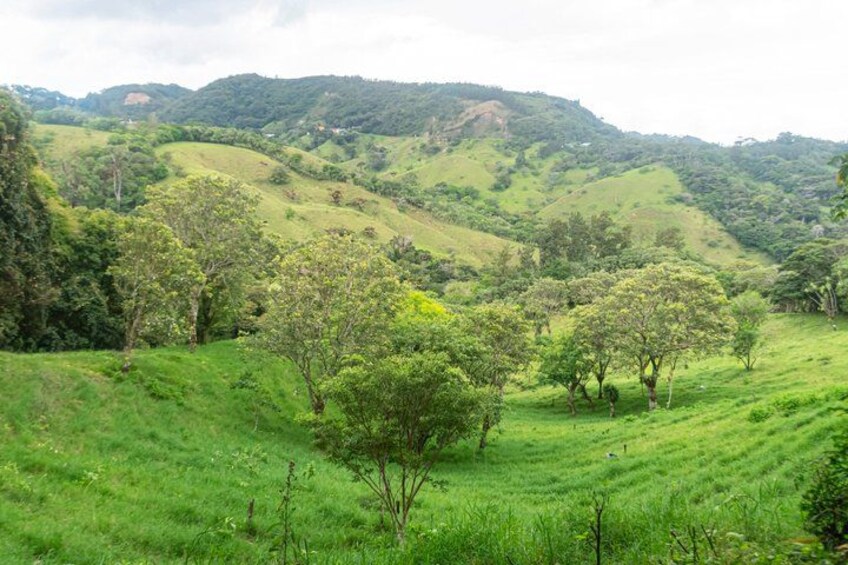 A lush green valley with rolling hills and scattered trees. 4