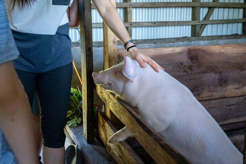From Cow to Cheese: Authentic Farm & Cheese Tour in Monteverde 4