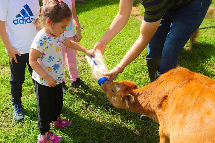 From Cow to Cheese: Authentic Farm & Cheese Tour in Monteverde 3