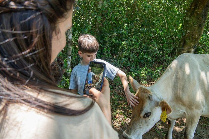 From Cow to Cheese: Authentic Farm & Cheese Tour in Monteverde 4