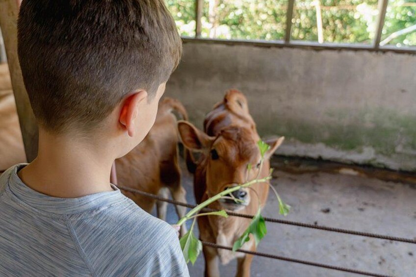 From Cow to Cheese: Authentic Farm & Cheese Tour in Monteverde 2