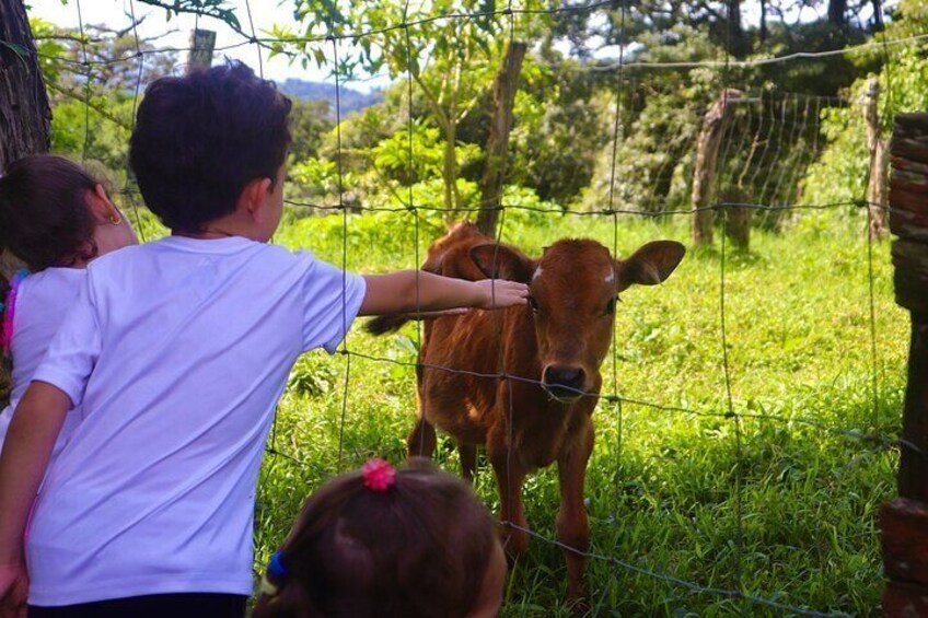 A child petting a cow behind a wire fence in a grassy area. 4