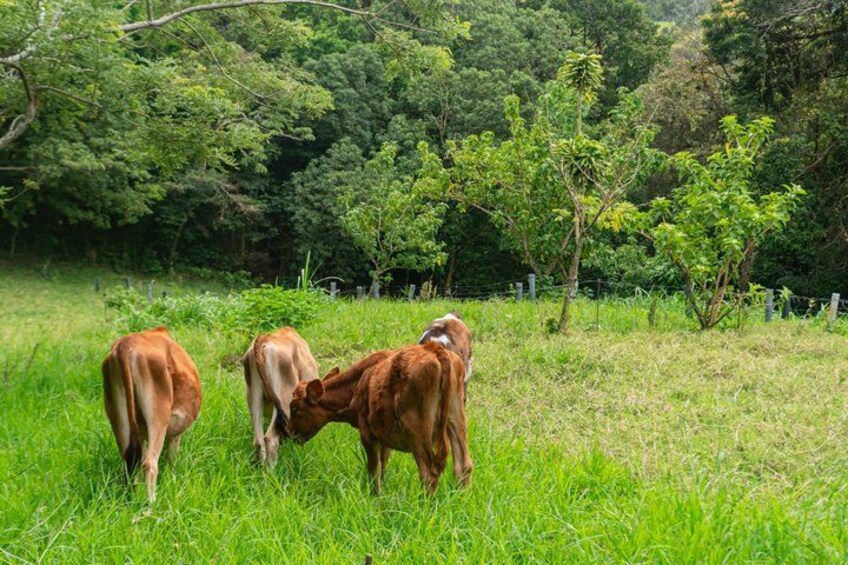 Three cows grazing in a grassy field with trees in the background. 5