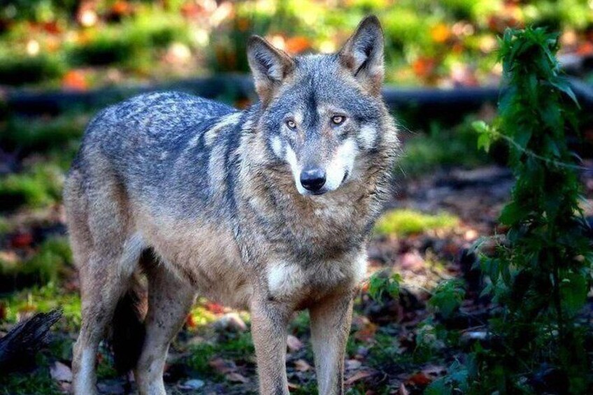 Een wolf staat in een bebost gebied met groene begroeiing en gevallen bladeren. 2