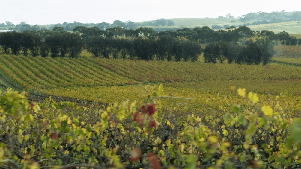 McLaren Vale Wine Tasting & Glenelg Beach Tour from Adelaide 2