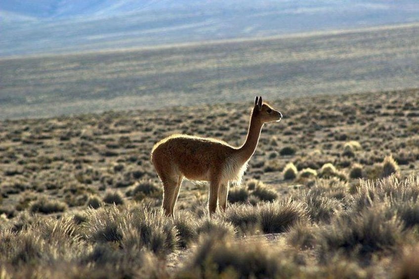 A camel standing in a desert landscape. 4