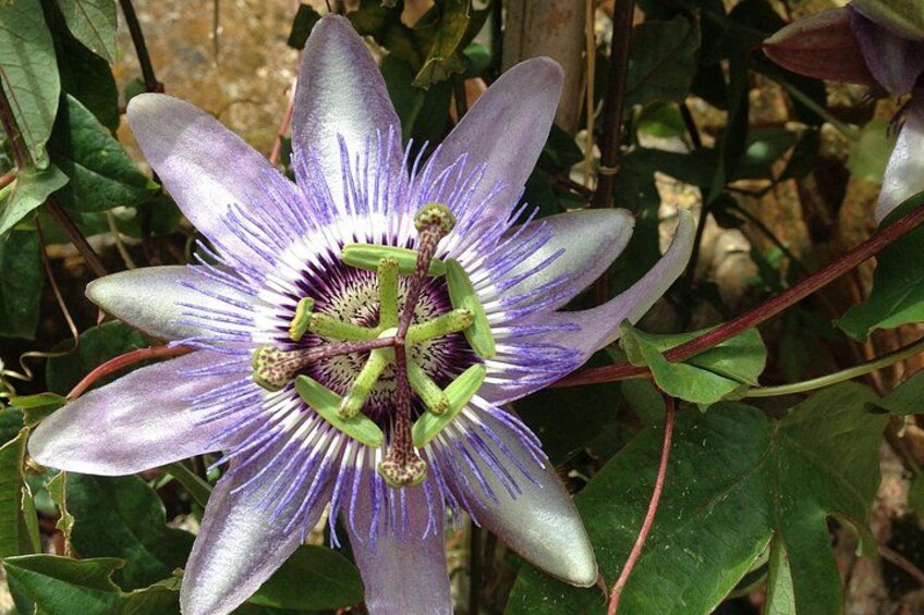 Exotic Flower in Sintra 3