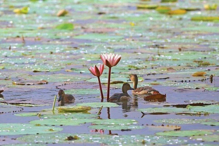 Muthurajawela Bird Watching Boat Tour 1