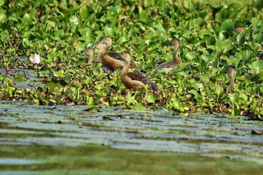 Muthurajawela Bird Watching Boat Tour 2