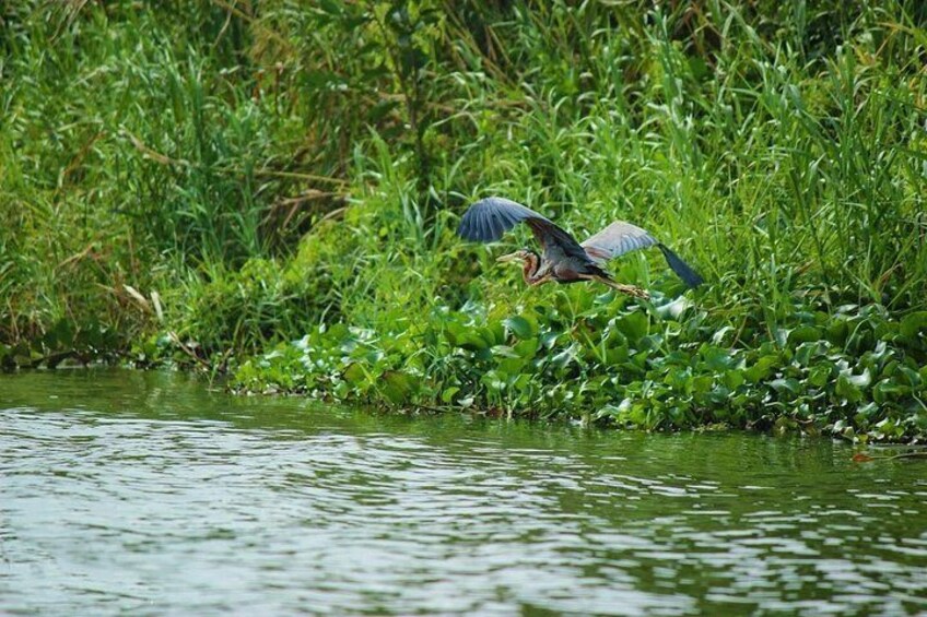 Muthurajawela Bird Watching Boat Tour 3