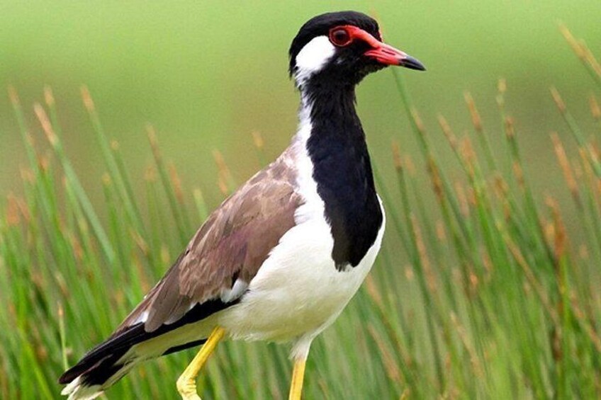 Muthurajawela Bird Watching Boat Tour 5