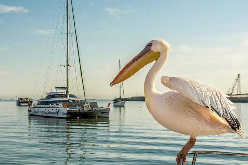 A pelican standing by a body of water with sailboats in the background. 1