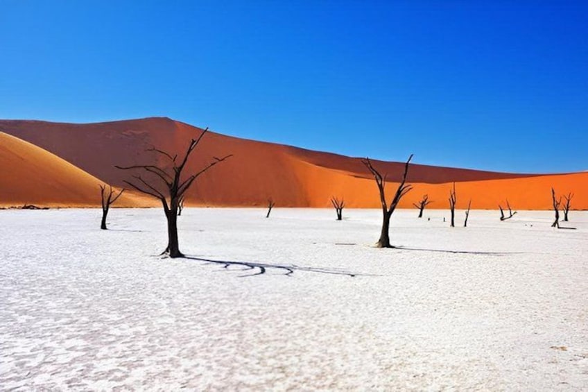 A desert landscape with sand dunes and sparse trees. 5