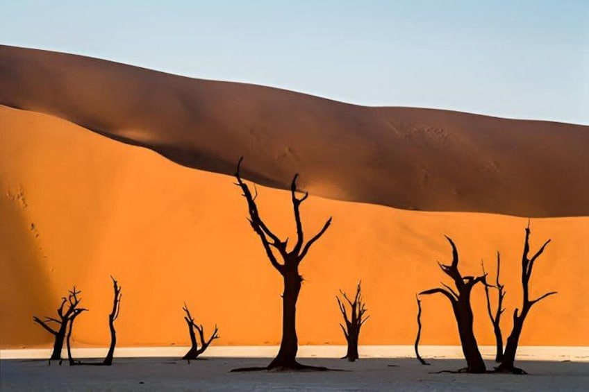A desert landscape with sand dunes and sparse, leafless trees. 4