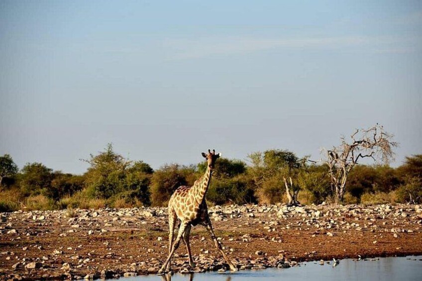 Giraffe 5