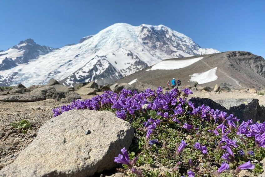 A mountain with snow, purple flowers, and a rock. 2