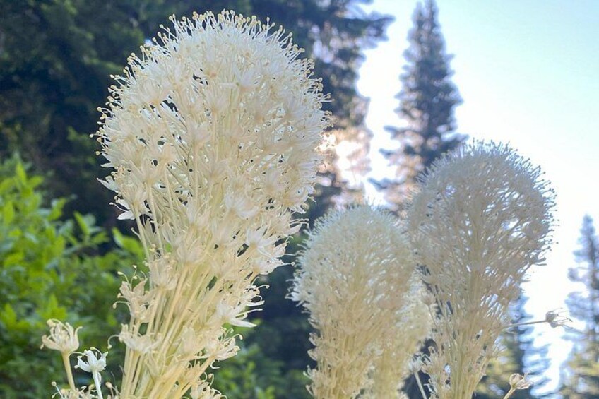 A cluster of white flowers with multiple layers of petals, set against a backdrop of green foliage and trees. 5