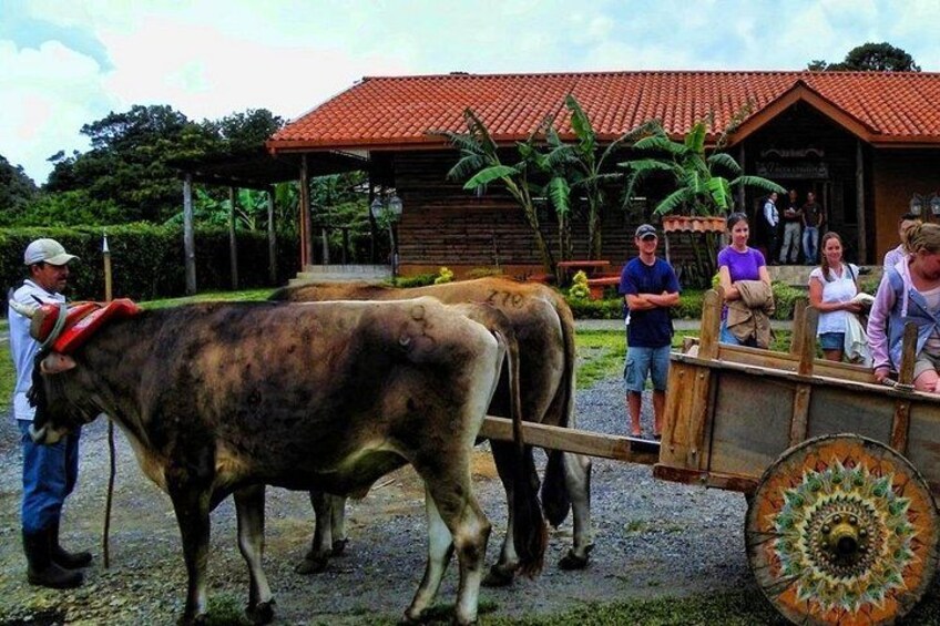 3-in-1 Monteverde Cloud Forest Coffee, Chocolate and Sugar Cane Tour 2