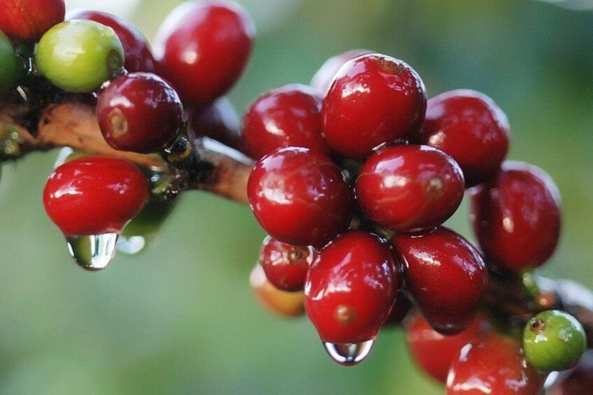 3-in-1 Monteverde Cloud Forest Coffee, Chocolate and Sugar Cane Tour 1