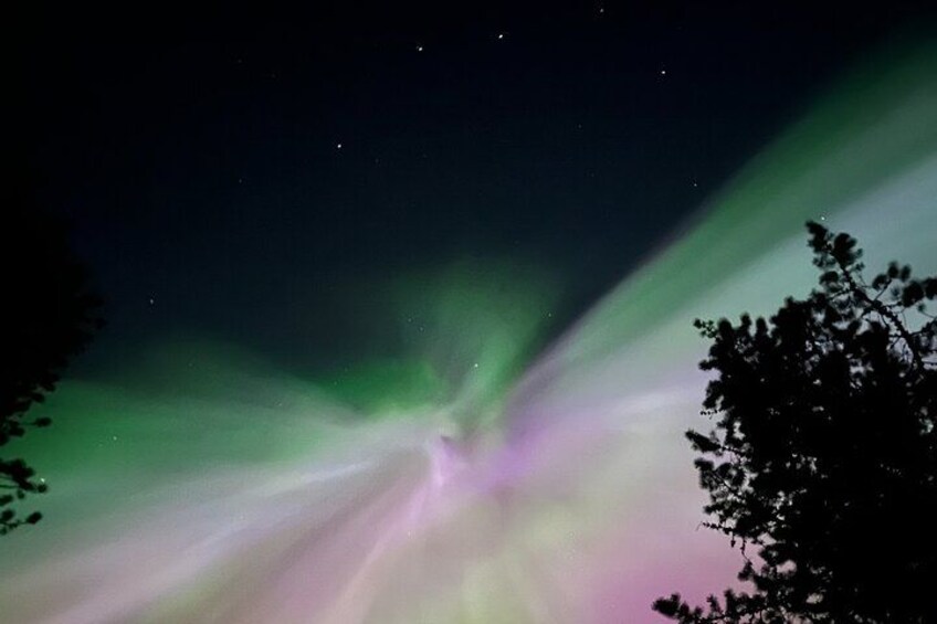 L'aurora boreale (le luci del nord) con sfumature di verde e rosa, la sagoma di un albero e un cielo notturno stellato. 5