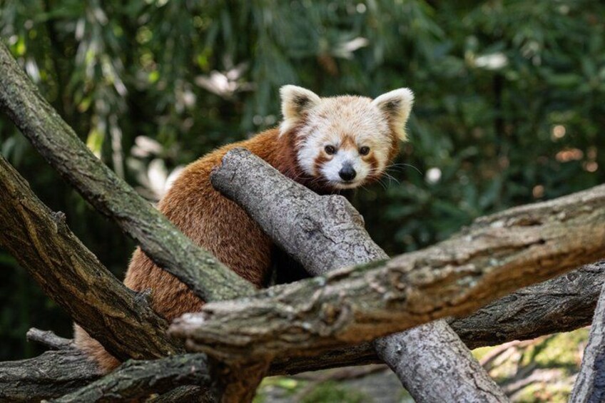 Bronx Zoo Admission Ticket 2