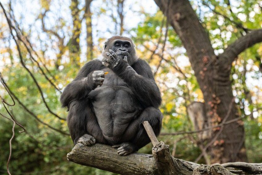 Bronx Zoo Admission Ticket 3