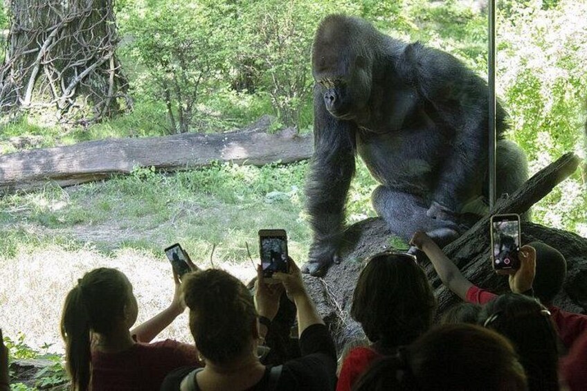 Bronx Zoo Admission Ticket 2