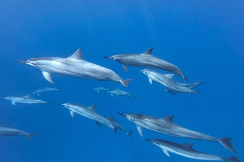 Eine Gruppe von Delfinen schwimmt im Meer. 3