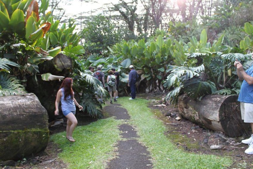 Trail in Nanawale Rainforest and lava trees 3
