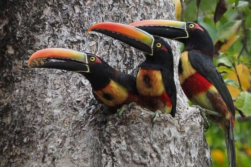 Toucans perched on a tree trunk. 3