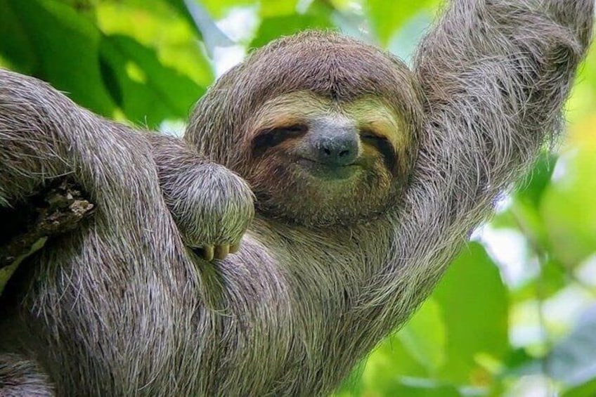 Manuel Antonio National Park: Guided Tour with TICKET INCLUDED 3