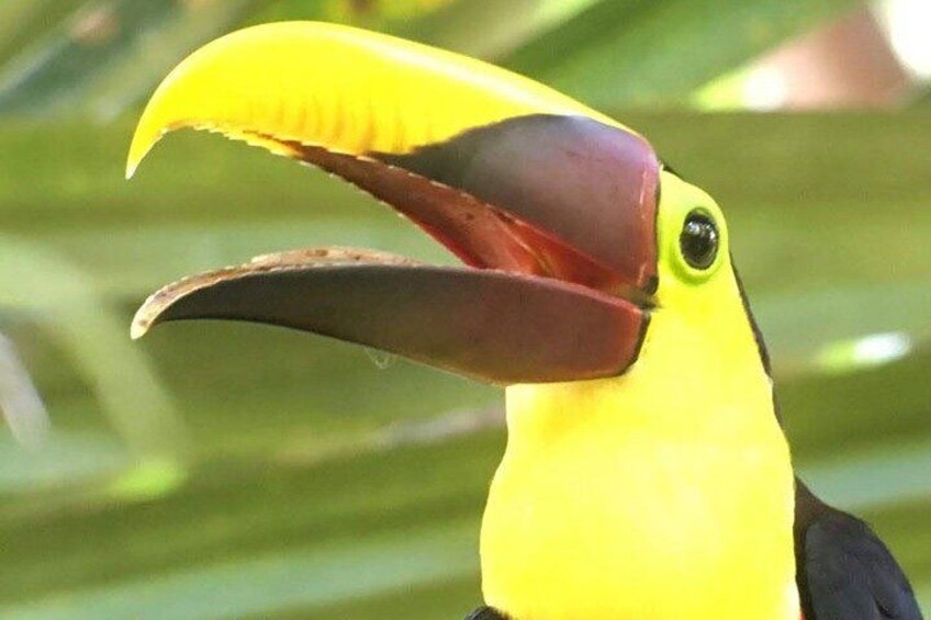 Un toucan au bec jaune vif et à l’œil rouge et volumineux. 4
