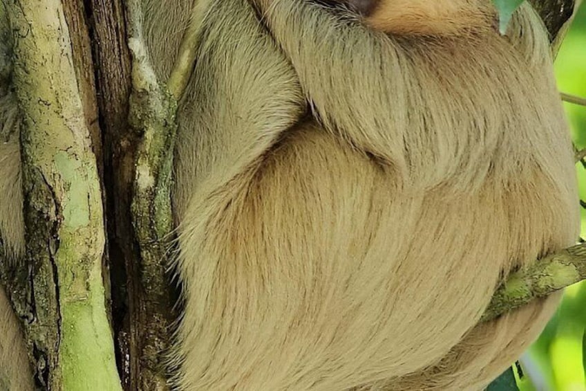 Manuel Antonio National Park: Guided Tour with TICKET INCLUDED 5