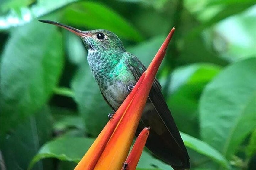 Un colibri s’est posé sur une fleur rouge. 2