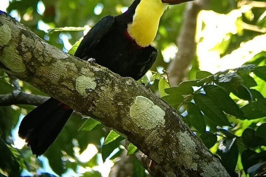 Manuel Antonio National Park: Guided Tour with TICKET INCLUDED 3