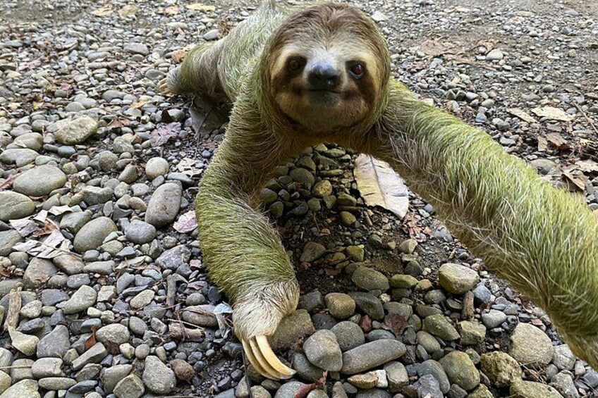 A sloth on a rocky surface. 1